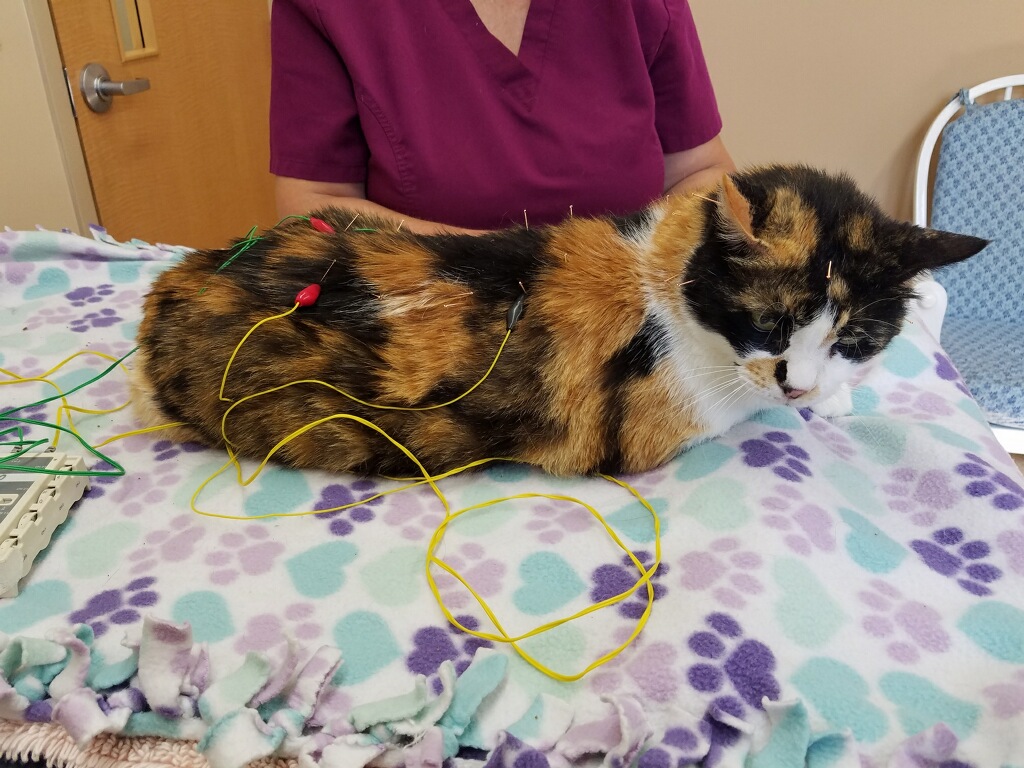 Acupuncture on Cat